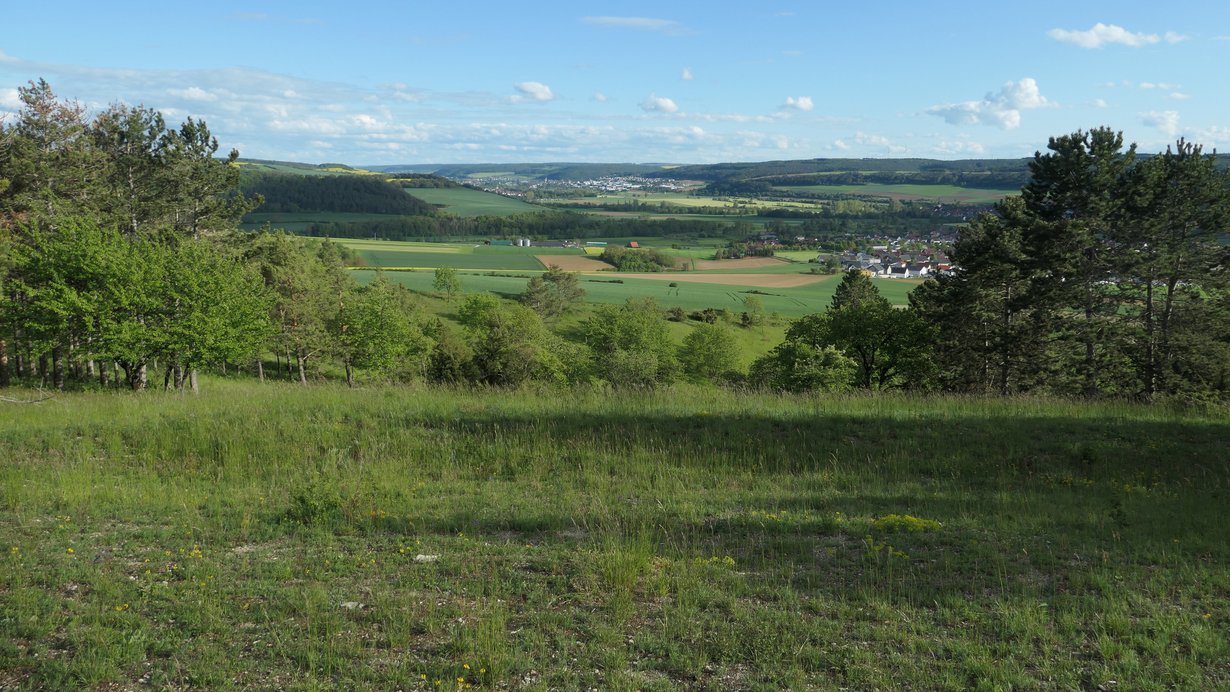 Lückiger, schafbeweideter Kalk-Magerrasen am südlichen Oberhang der „Limbachsleite“ mit herrlichem Ausblick ins Taubertal Lückiger, schafbeweideter Kalk-Magerrasen am südlichen Oberhang der „Limbachsleite“ mit herrlichem Ausblick ins Taubertal