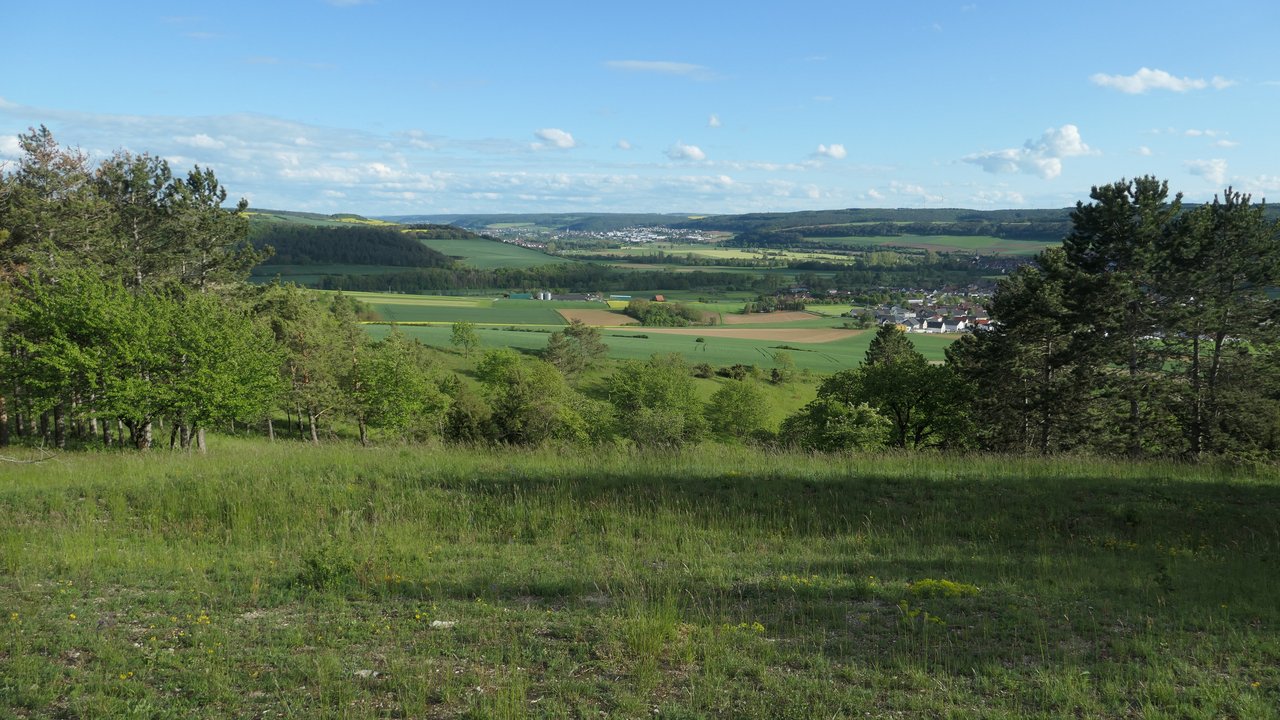 Lückiger, schafbeweideter Kalk-Magerrasen am südlichen Oberhang der „Limbachsleite“ mit herrlichem Ausblick ins Taubertal