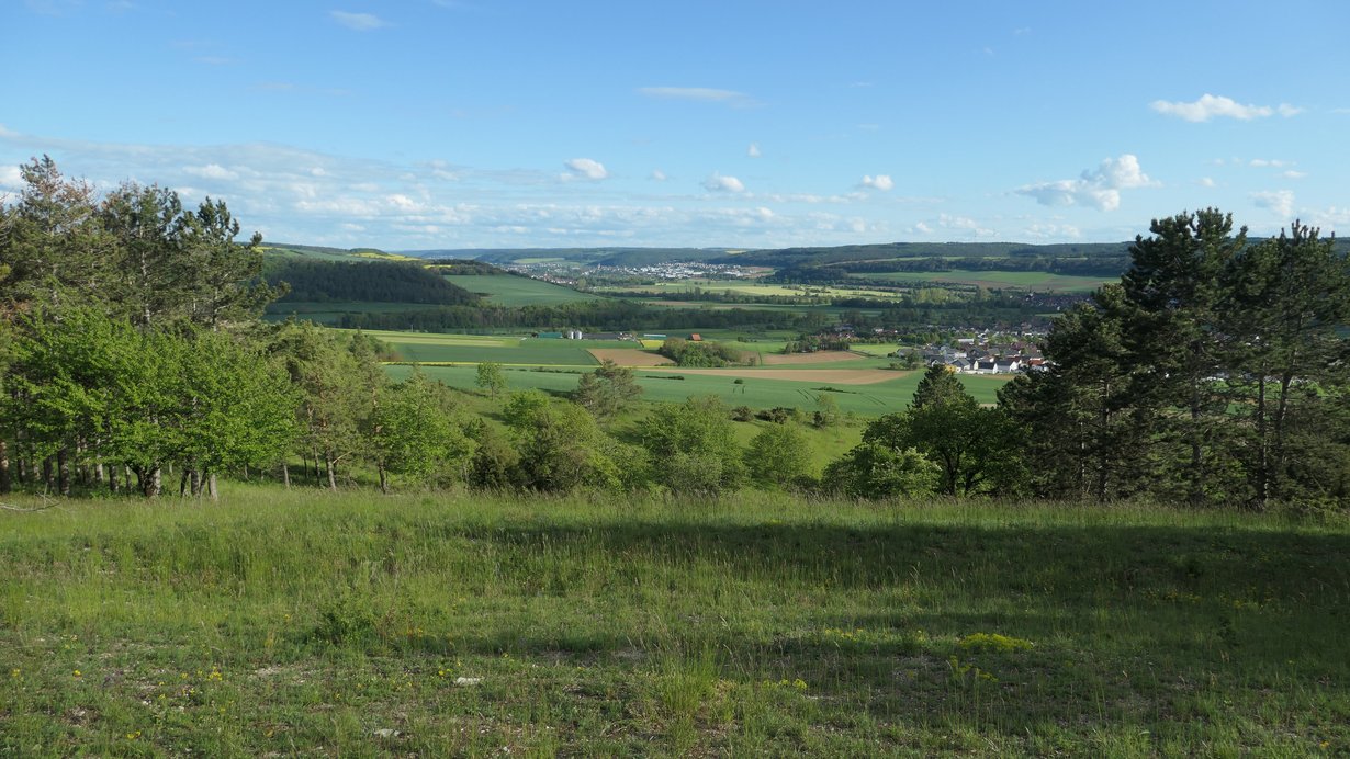 Lückiger, schafbeweideter Kalk-Magerrasen am südlichen Oberhang der „Limbachsleite“ mit herrlichem Ausblick ins Taubertal