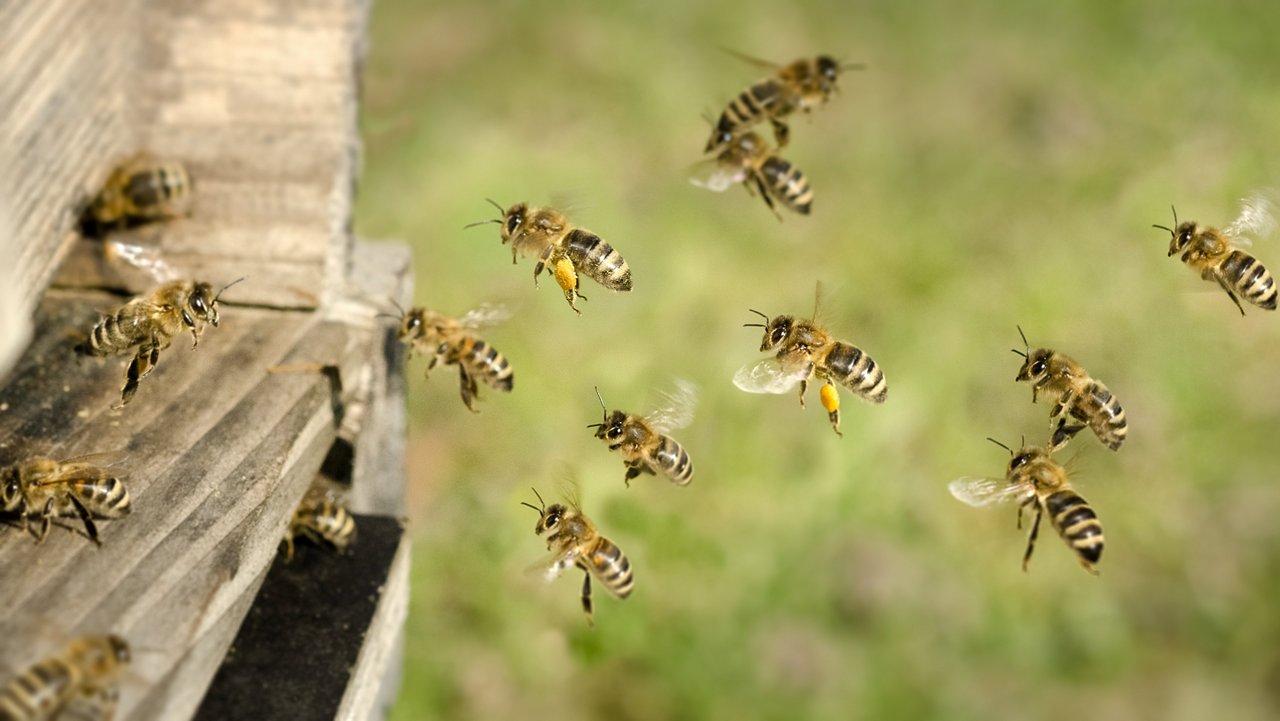 Bienen fliegen vor dem Eingang in den Bienenstock hin und her.