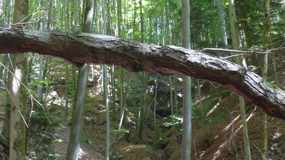 Naturschutzgebiet und Bannwald Schmalenberg: ein von V-förmigen Kerbtälchen zerfurchter Hang mit zahlreichen umgestürzten Bäumen.