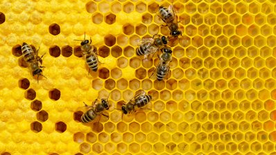 Bienen krabbeln in einer Wabe, die Hälfte der Zellen sind mit Honig gefüllt. 