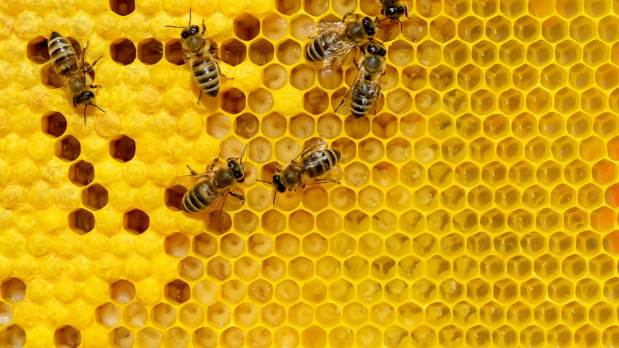 Bienen krabbeln in einer Wabe, die Hälfte der Zellen sind mit Honig gefüllt. 