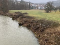 Notwendige Rodung im Vorfeld der Baumaßnahme entlang des Kochers im Bereich von BW 1 und BW 2