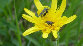 ie Blüte der Niedrigen Schwarzwurzel wird von Käfern besucht, die den Pollen fressen.