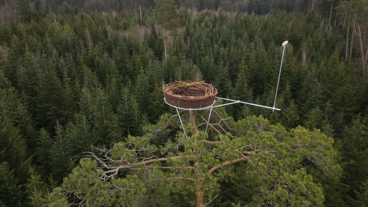 Wald, hoch oben im Baum ein Fischadlernest
