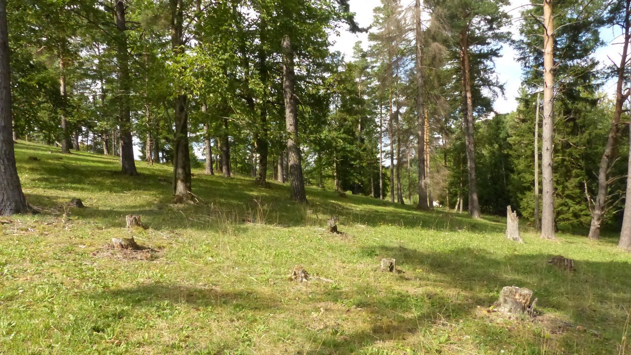 Wald und Wiese