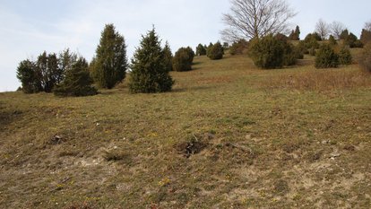 Im Frühjahr sprießen die kleinen, gelben Blüten des Frühlings-Fingerkrauts auf den sonnigen Wacholderheiden im Naturschutzgebiet Haarberg-Wasserberg.
