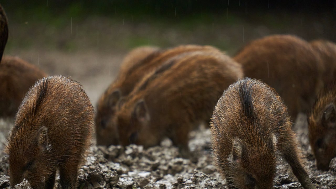 Wildschweinfrischlinge im Regen