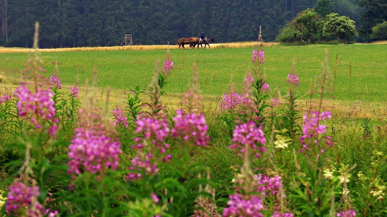 Weidenröschen am Moorteich Weidenröschen auf einer Wiese