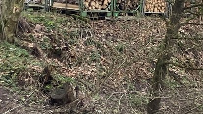 Ein Holzstapel steht auf dem Grünstreifen neben der Jagst