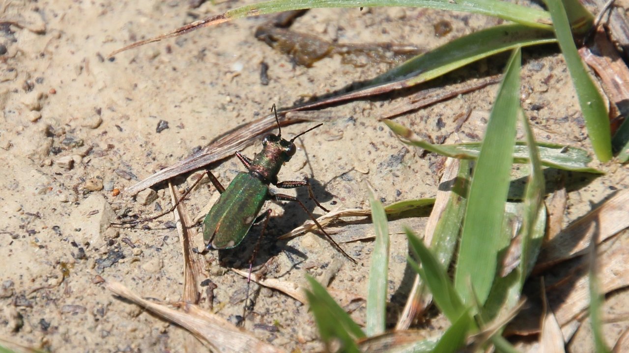 Ein grüner Käfer grabbelt auf dem Boden zwischen Gräsern