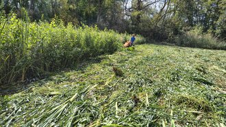 Mahd der Vegetation