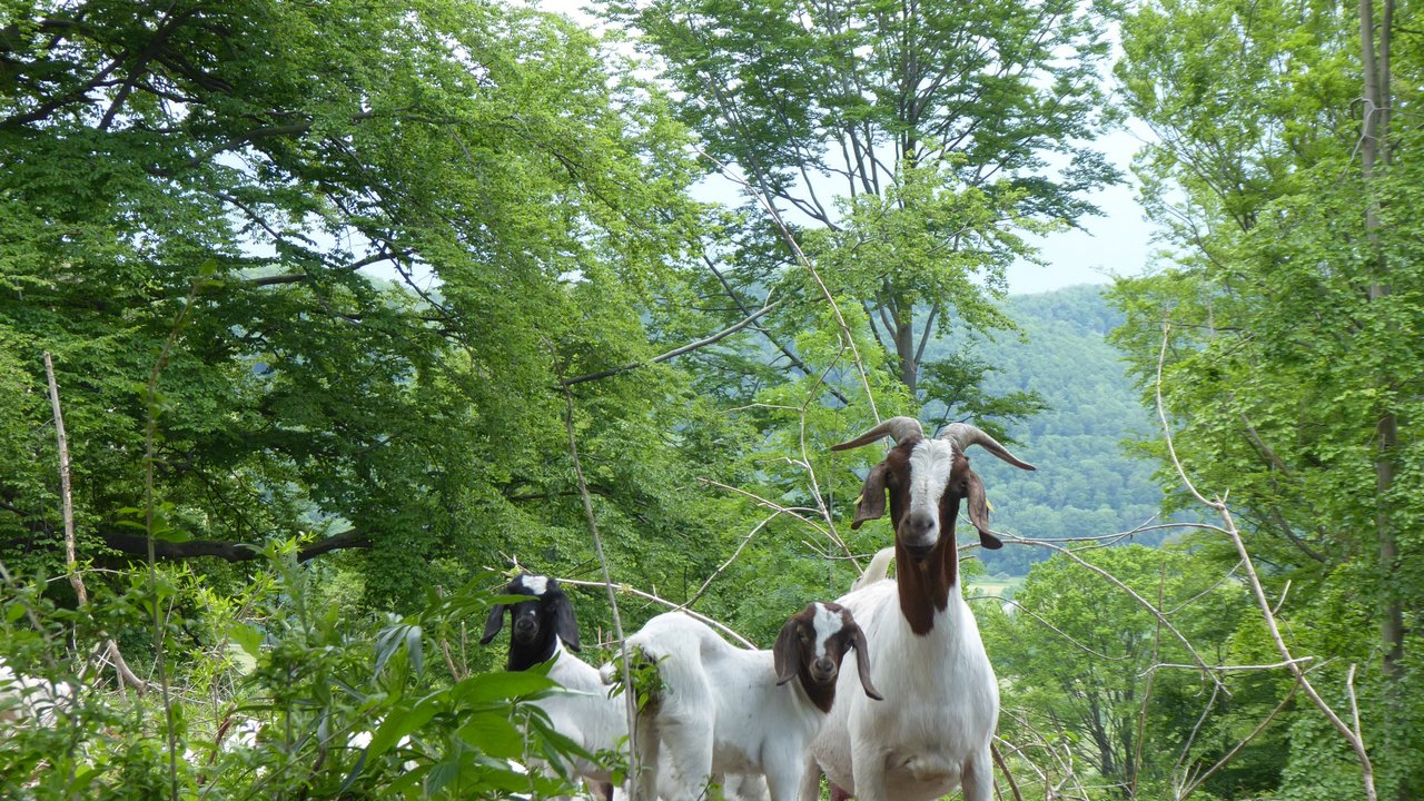 Bild zeigt zwei Ziegen in einem Wald