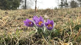 Küchenschelle (Pulsatilla vulgaris), ein typischer Frühblüher auf den Wacholderheiden im Naturschutzgebiet Haarberg-Wasserberg. 