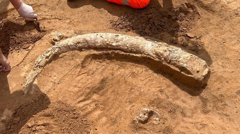 Bild zeigt Stoßzahn eines Mammuts