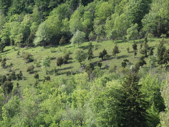 Infotafel Scheuelberg Wacholderheide