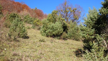 Diese Wacholderheide beginnt zu verbuschen, auch die Wacholderbüsche stehen zu dicht – ein Fall für die Landschaftspflege. 