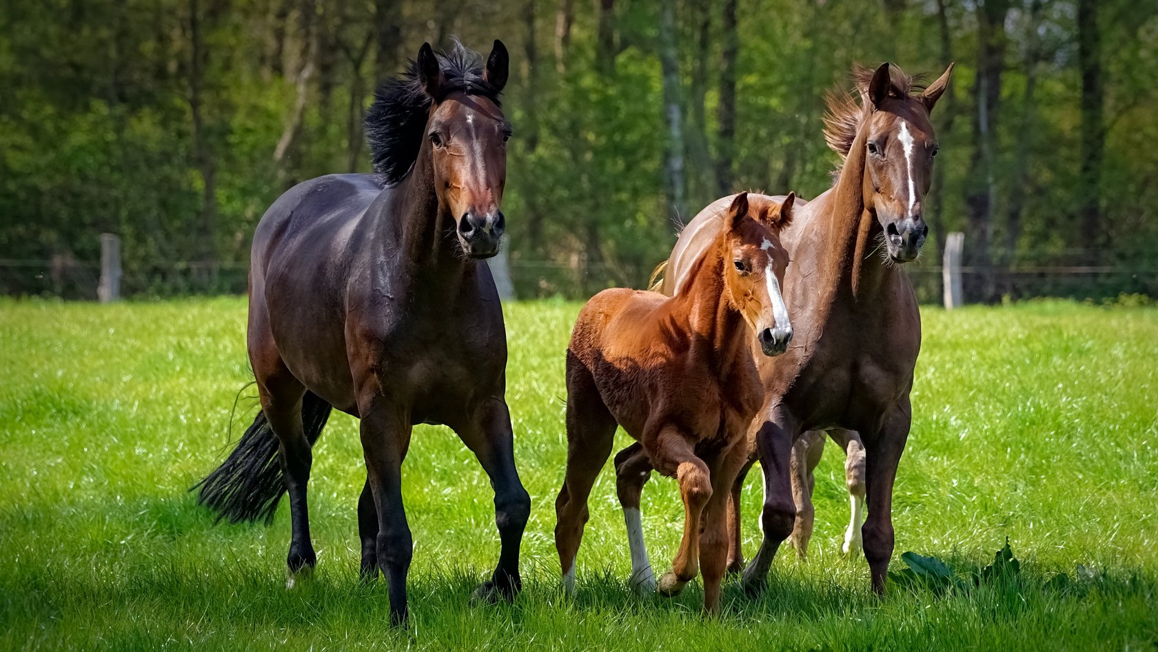 zwei Pferde und ein Fohlen toben ausgelassen auf einer grünen Pferdekoppel
