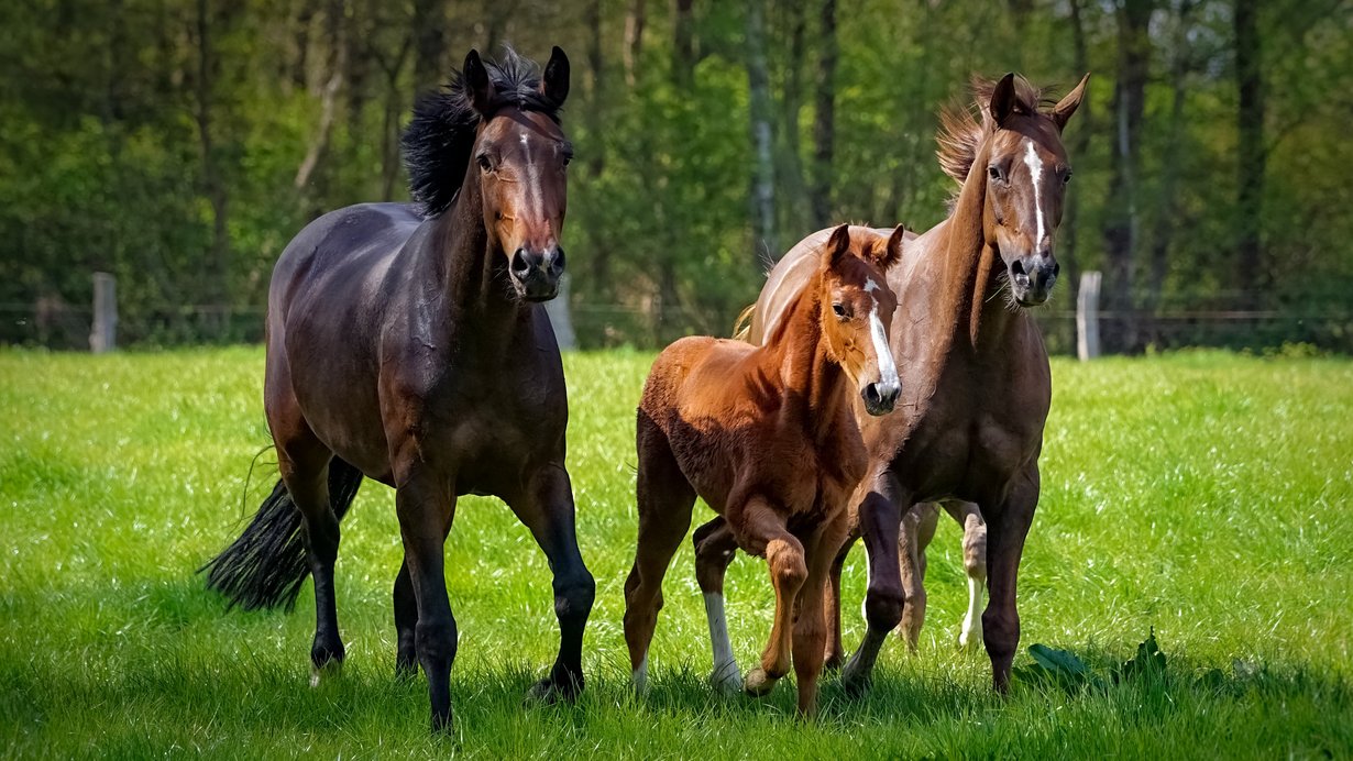 zwei Pferde und ein Fohlen toben ausgelassen auf einer grünen Pferdekoppel