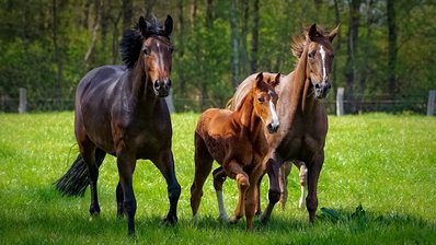 zwei Pferde und ein Fohlen toben ausgelassen auf einer grünen Pferdekoppel