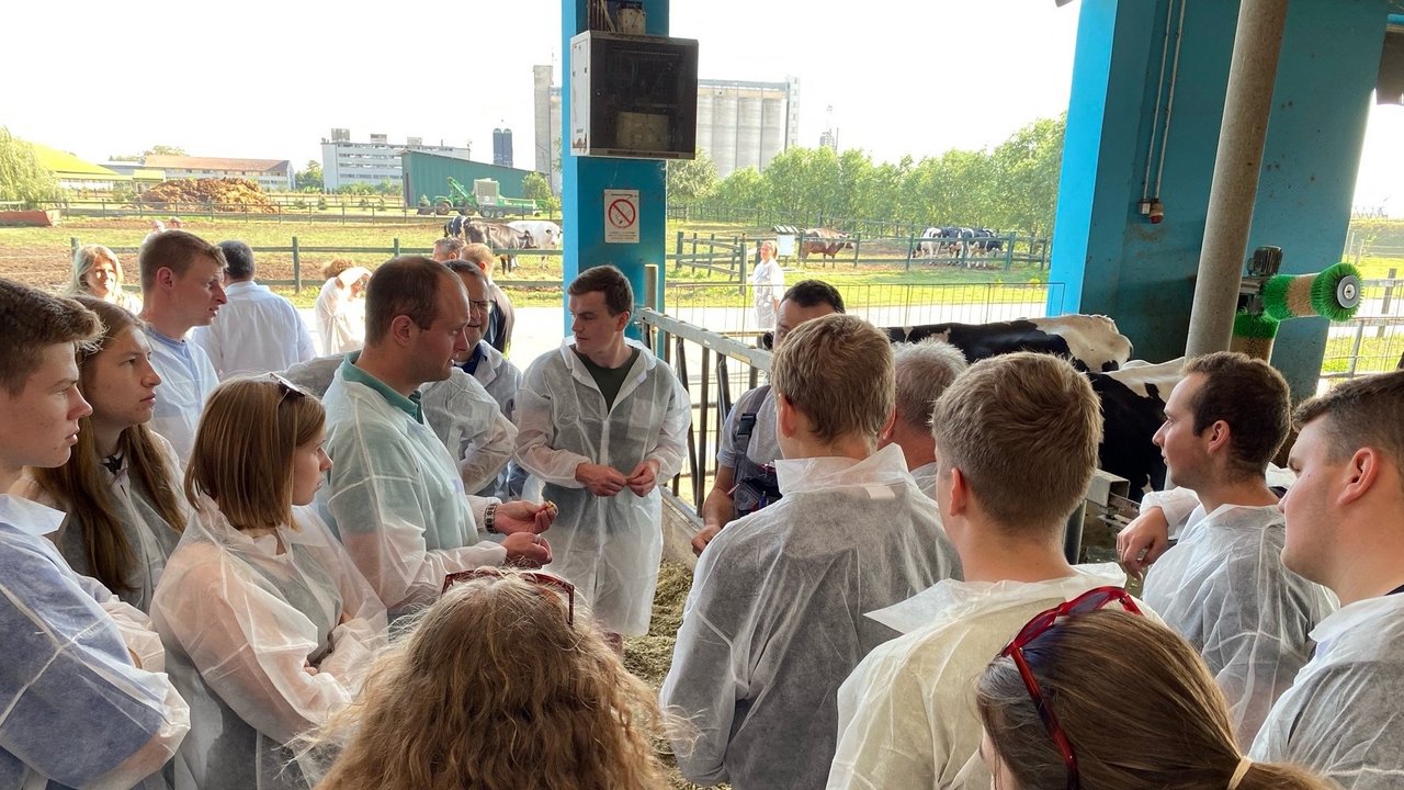 Gruppe im Außenbereich der Kühe