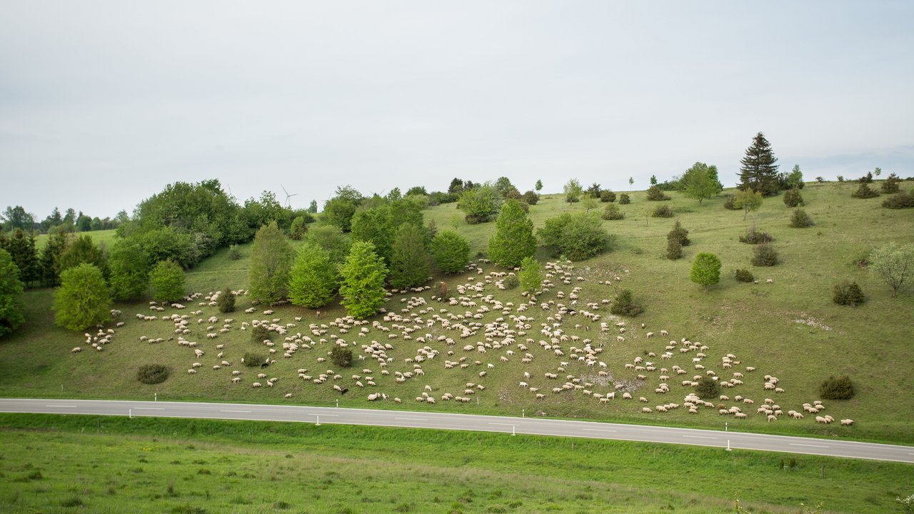 Eine Schafherde beweidet eine Heide im Naturschutzgebiet „Kutschenberg-Heuschlaufenberg-Stürzelberg“