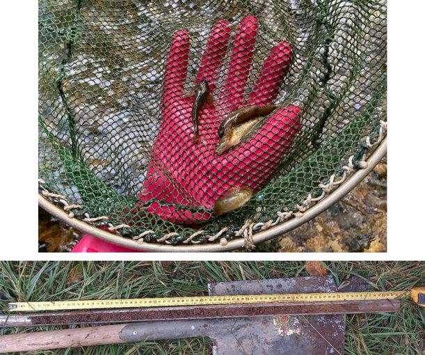 Pirkauer Bohrstocksondierung Dezember 2022 und Elektrobefischtung