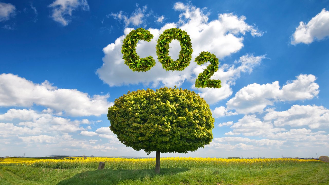 Bild zeigt einen Baum mit der Überschrift CO2