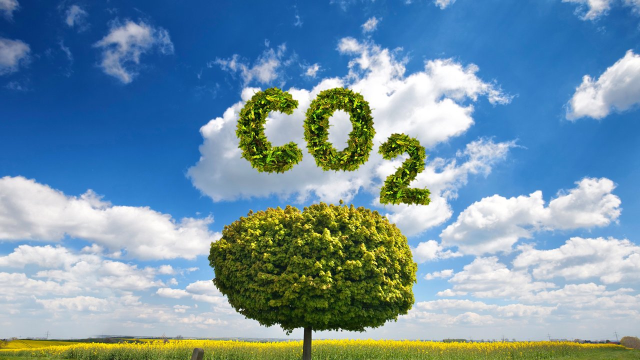Bild zeigt einen Baum mit der Überschrift CO2
