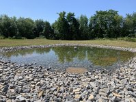 CEF Maßnahme Laichgewässer Wechselkröte