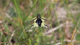 Libellen Schmetterlingshaft (Libelloides coccajus). Eine seltene Art, die weder zu den Schmetterlingen noch zu den Libellen gehört, sondern der Ordnung der Netzflügler zugeordnet wird. Sie besiedelt Magerrasen und Wacholderheiden in windgeschützten Lagen mit lückiger Vegetation und offenen Bodenstellen. 
