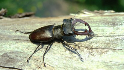 Hirschkäfer 