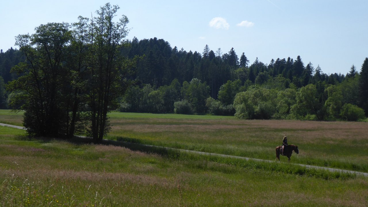 Reiten ist auf befestigten Wegen im Naturschutzgebiet erlaubt. Ein Weg, rechts und links davon Wiesen, dahinter Wald, auf dem Weg reitet eine Reiterin auf einem braunen Pferd