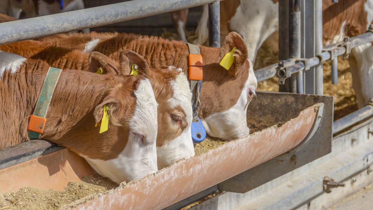Kühe am Futtertrog