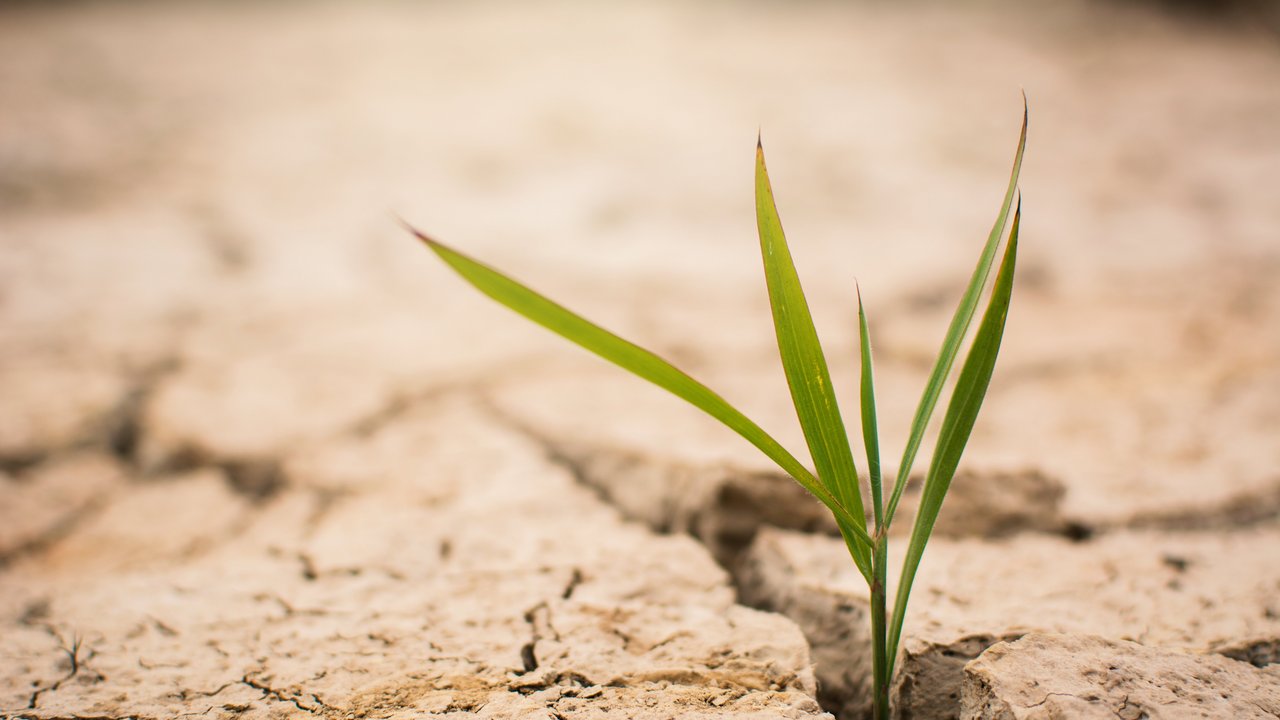 Eine grüne Planze wächst auf trockenem rissigem Boden