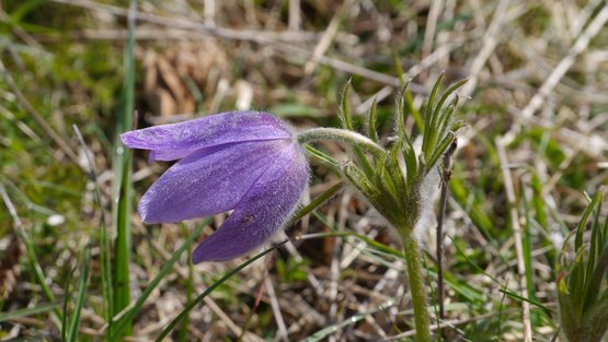 Gewöhnliche Kuhschelle