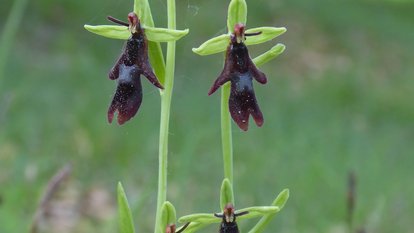 Landschaftspflegetag im Naturschutzgebiet „Oberer Berg“ Die Fliegen-Ragwurz, eine der Orchideen im Naturschutzgebiet „Oberer Berg“