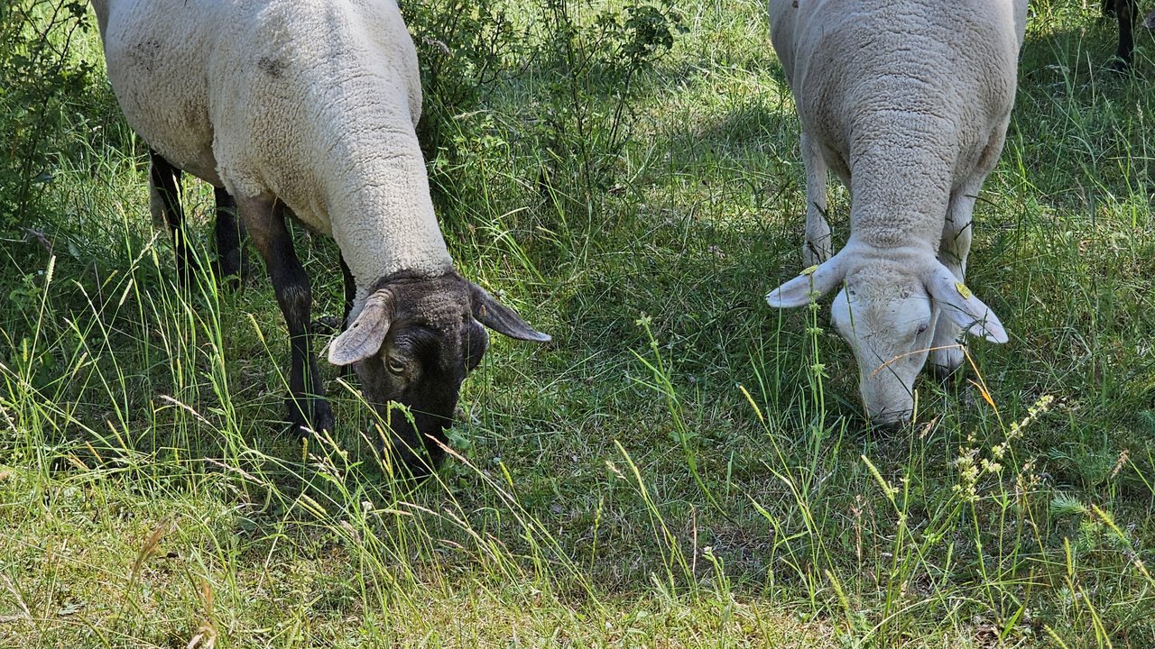 Schafe im Naturschutzgebiet Gerlinger Heide