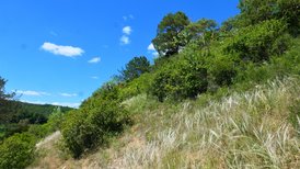 Naturschutzgebietz Hunsenberg mit Federgras 
