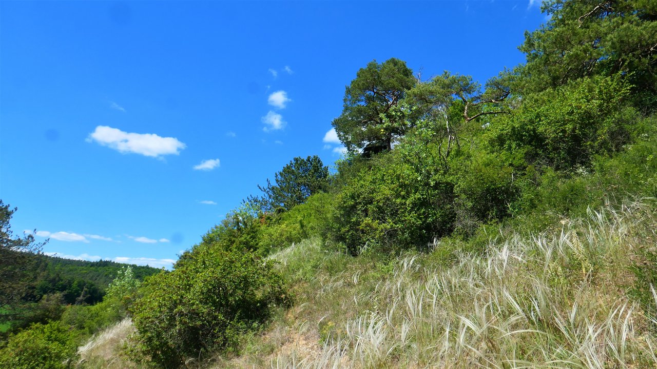 Naturschutzgebietz Hunsenberg mit Federgras 