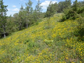 Kalk-Magerrasen - der gelbblühende Hufeisenklee (Hippocrepis comosa) 