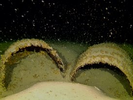 Verlorene Ladung am Seegrund: Zwei Holzfässer in den Tiefen des Bodensees 