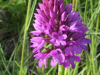 Pyramidenorchis (Orchis pyramidalis)