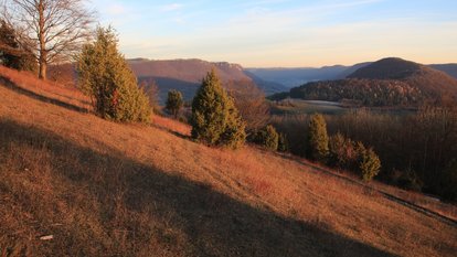 Ausgedehnte Wacholderheiden erstrecken sich an den Südhängen des Haarbergs.