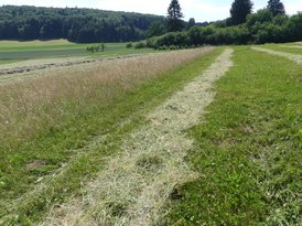 Das ausgedroschene Heu wird vom Mähdrescher auf Schwad abgelegt und kann als Futter verwertet werden. 