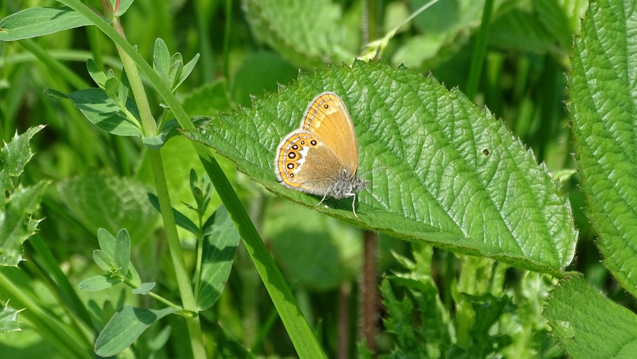 Wald-Wiesenvögelchen auf einem grünen Blatt