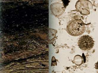 Laminierte Seesedimente aus Bad Waldsee (links) und die darin konservierten Pollenkör-ner, die unter dem Mikroskop sichtbar werden (rechts).