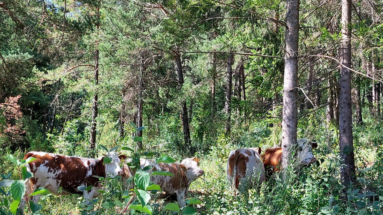 Wald, zwischen den Bäumen stehen drei braungescheckte Kühe