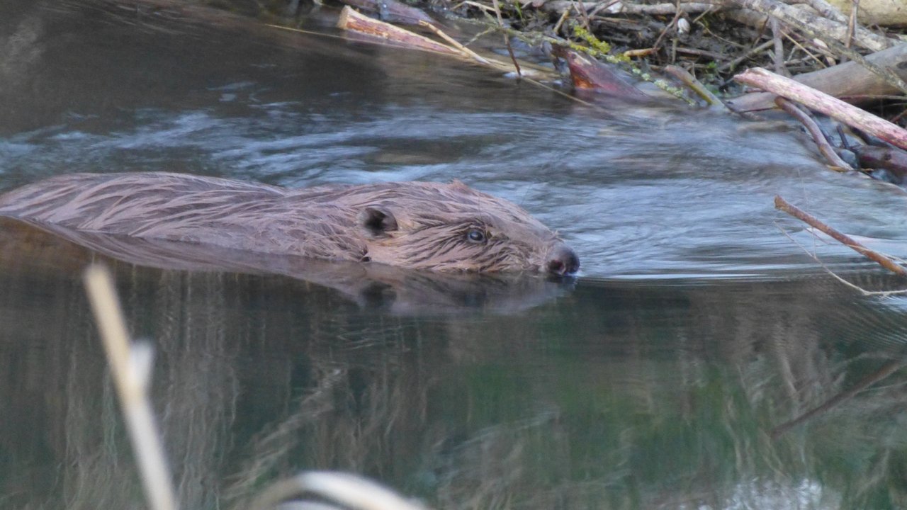 Biber im Wasser